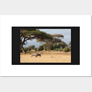 Wildebeest. White Race, Kenya. Posters and Art